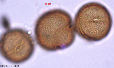 ISEM 1/Rumex_tunetanus_29263/Rumex_tunetanus_29263_0001(copy)_thumb.jpg